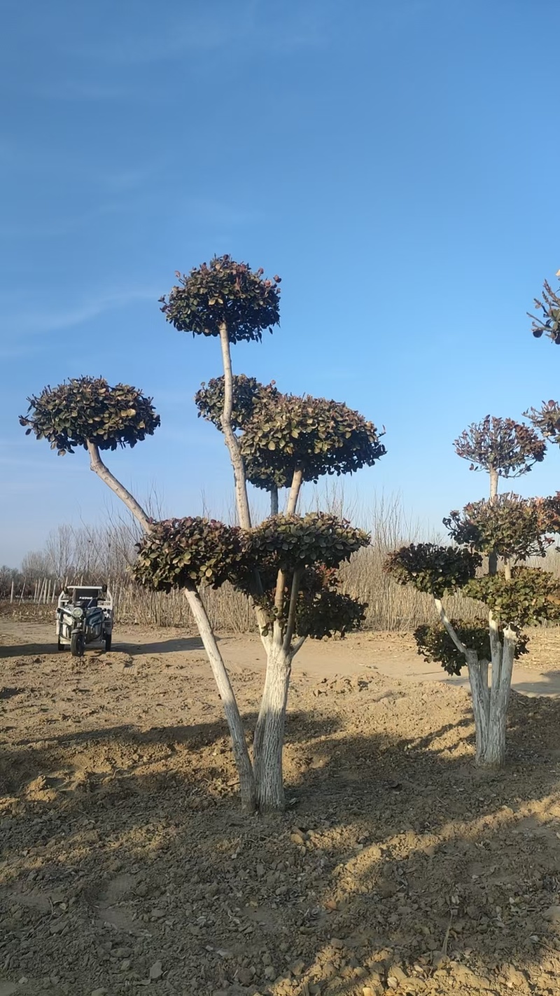廊坊永清造型卫矛基地