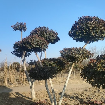 廊坊永清造型卫矛基地