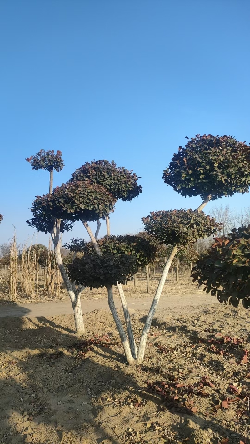 廊坊永清造型卫矛基地