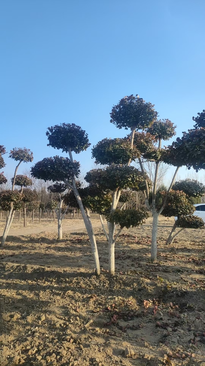 廊坊永清造型卫矛基地