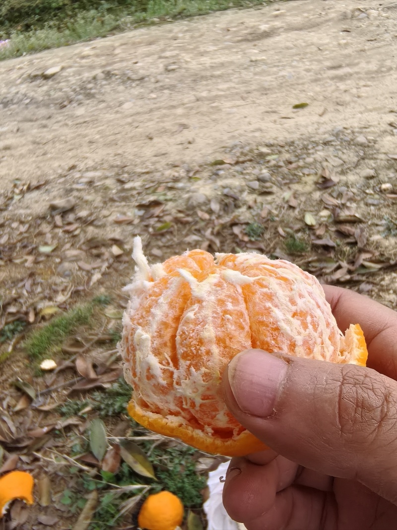 成都蒲江耙耙柑，自家种的自然成熟。果型好，甜度足，硬度好
