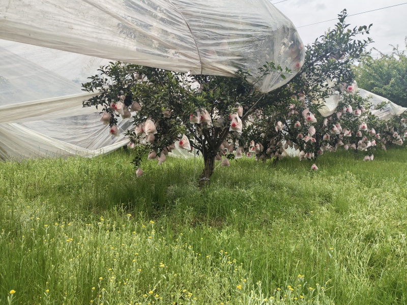 成都蒲江耙耙柑，自家种的自然成熟。果型好，甜度足，硬度好
