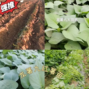 出售脱毒红薯苗：龙薯九！高产.瓜型好，口感纯正.易储存！