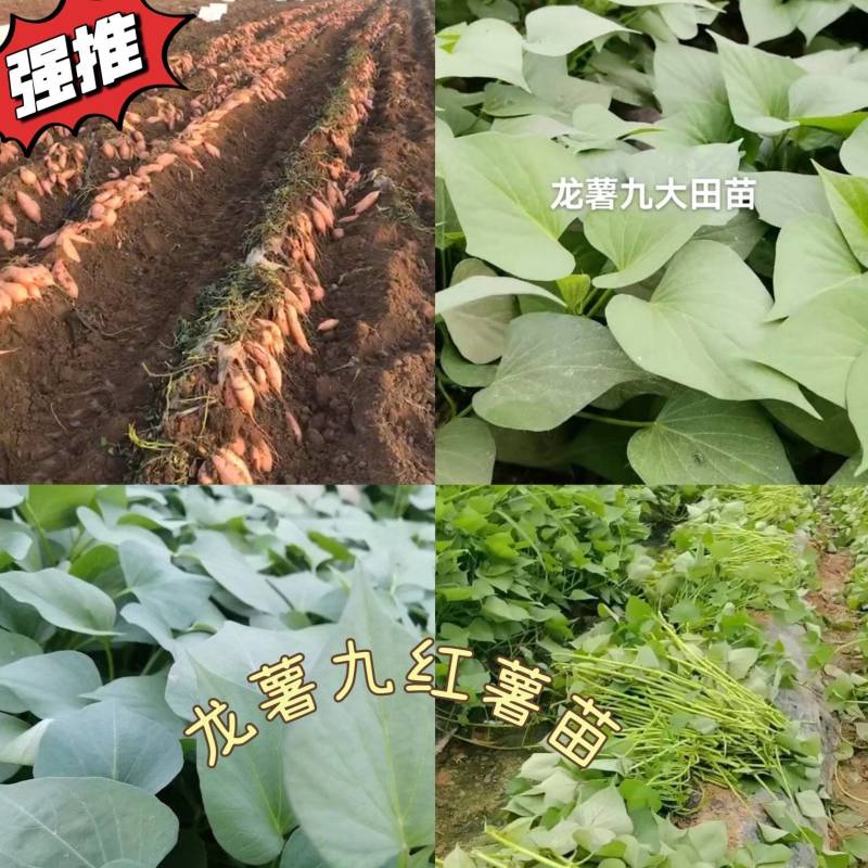 出售脱毒红薯苗：龙薯九！高产.瓜型好，口感纯正.易储存！