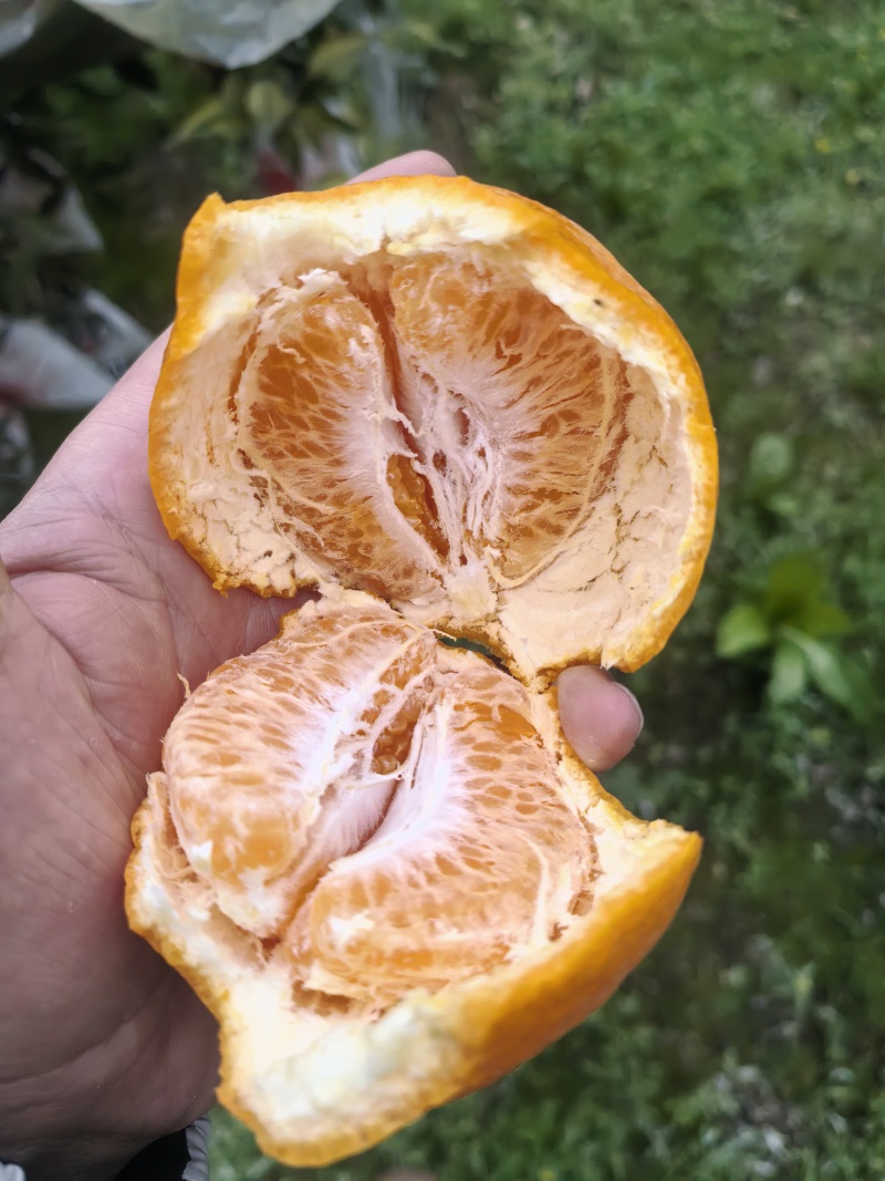 成都蒲江耙耙柑，自家种的自然成熟。果型好，甜度足，硬度好