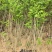 川姐紫穗槐容器苗成活率较高，因其根系完整且带土移栽，适应