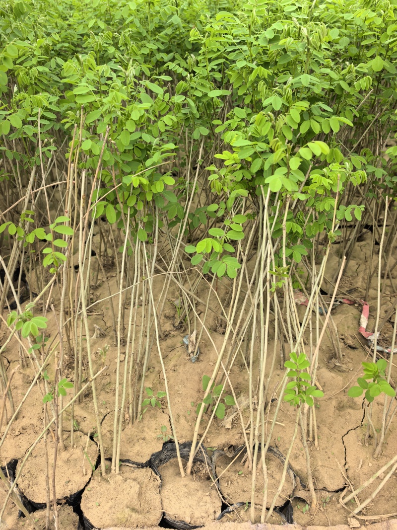 川姐紫穗槐容器苗成活率较高，因其根系完整且带土移栽，适应