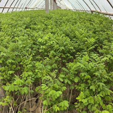 川姐紫穗槐容器苗成活率较高，因其根系完整且带土移栽，适应