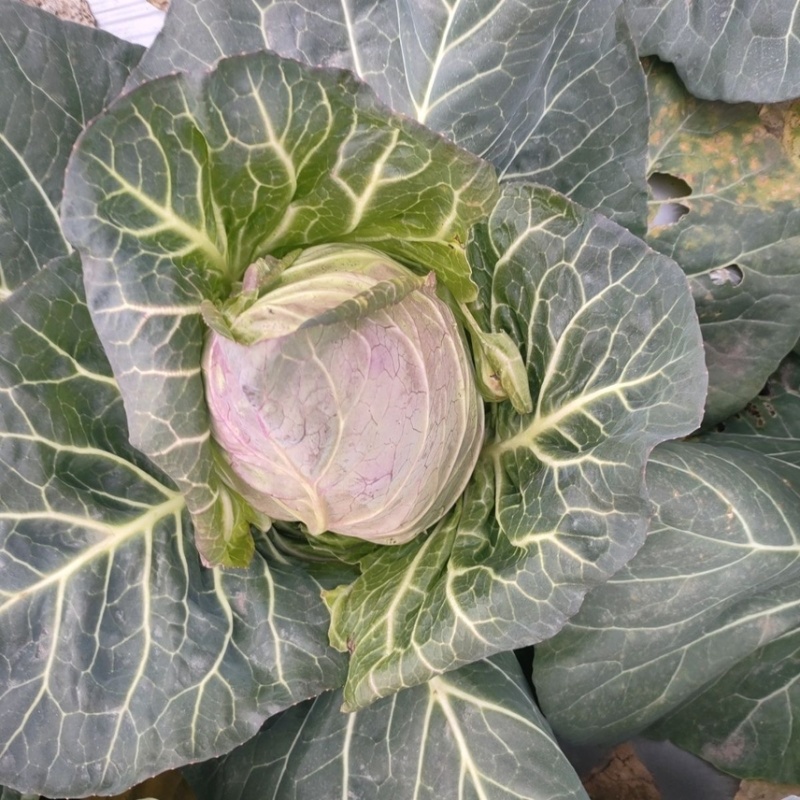 精品牛心甘蓝牛心菜产地直销耐运输