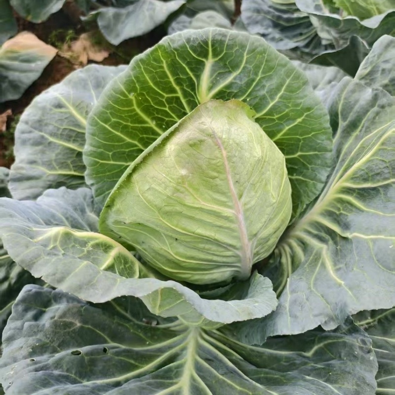 精品牛心甘蓝牛心菜产地直销耐运输