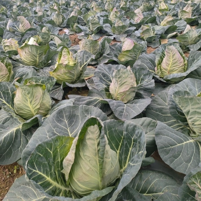 精品牛心甘蓝牛心菜产地直销耐运输