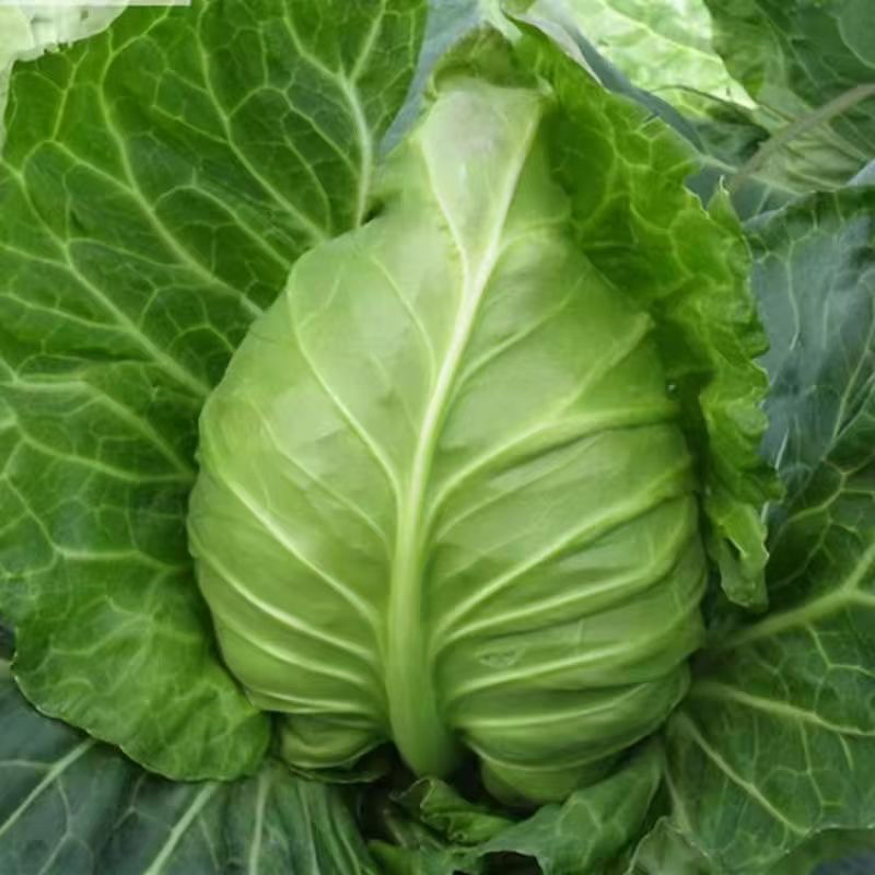 精品牛心甘蓝牛心菜产地直销耐运输