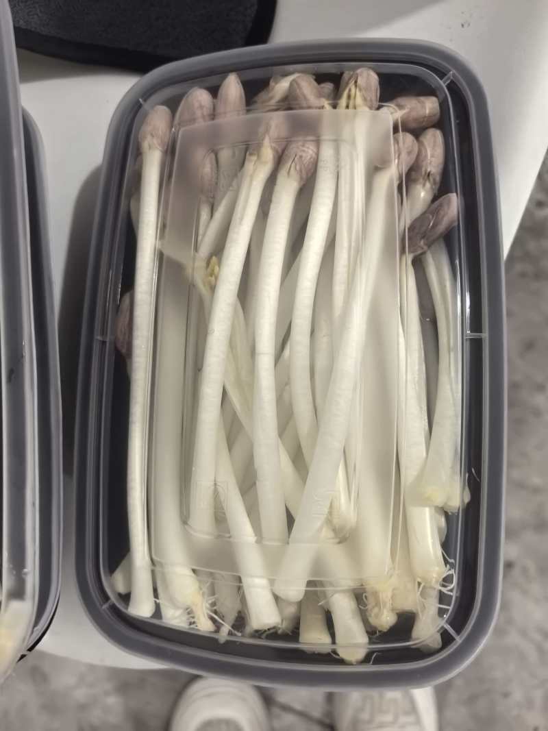 新鲜花生芽产地直供