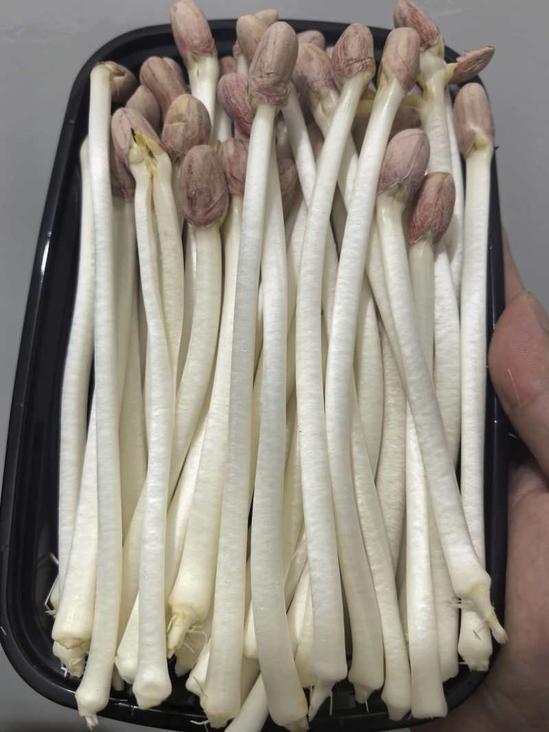 新鲜花生芽产地直供