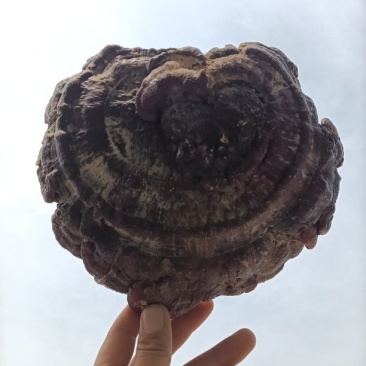 大别山野生/灵芝/赤灵芝/25年足干货