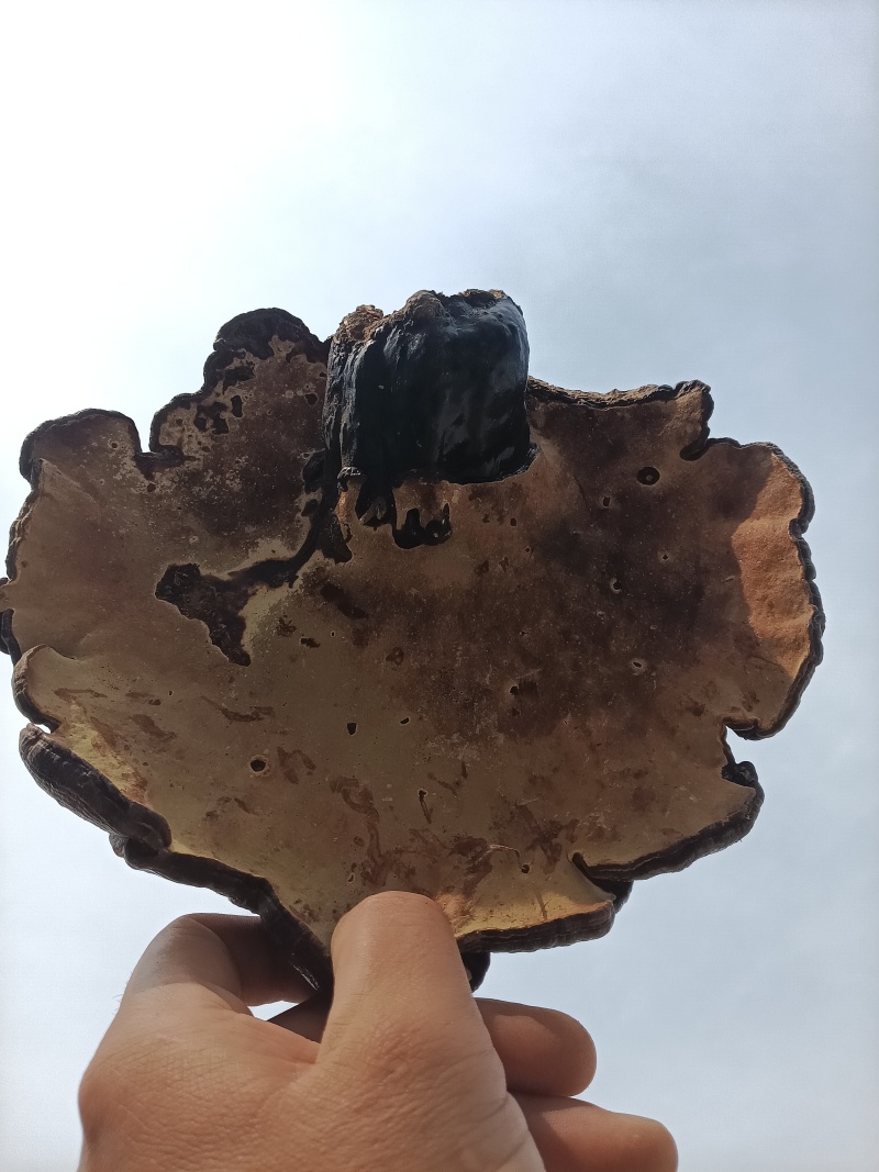 大别山野生/灵芝/赤灵芝/25年足干货