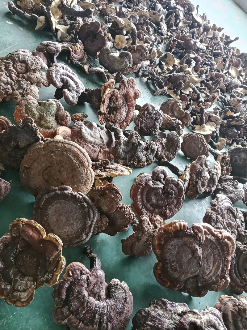 大别山野生/灵芝/赤灵芝/25年足干货