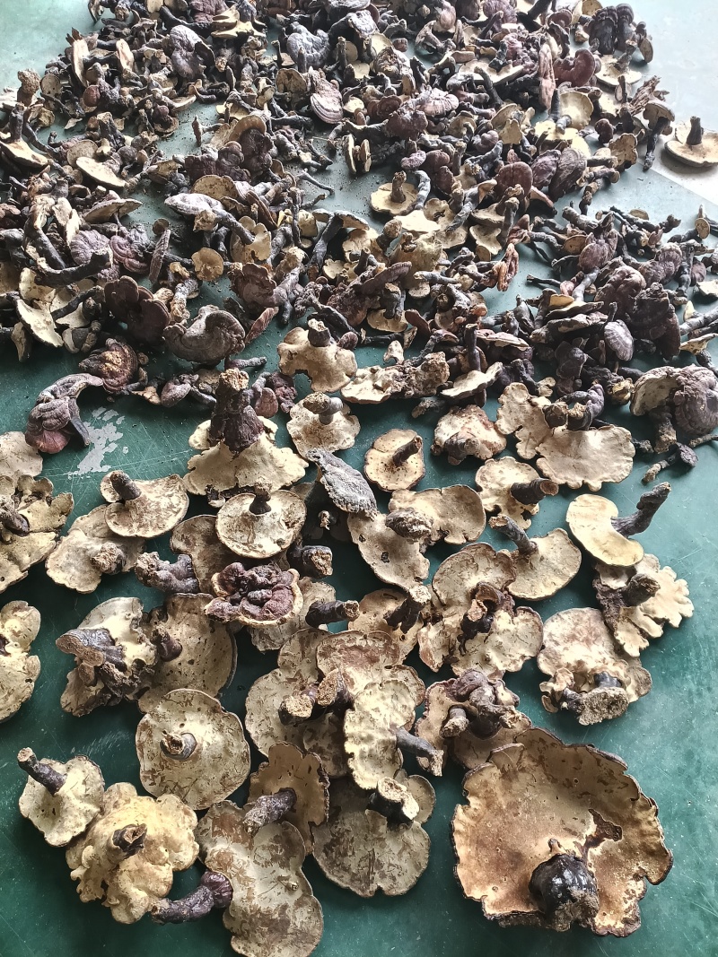 大别山野生/灵芝/赤灵芝/25年足干货