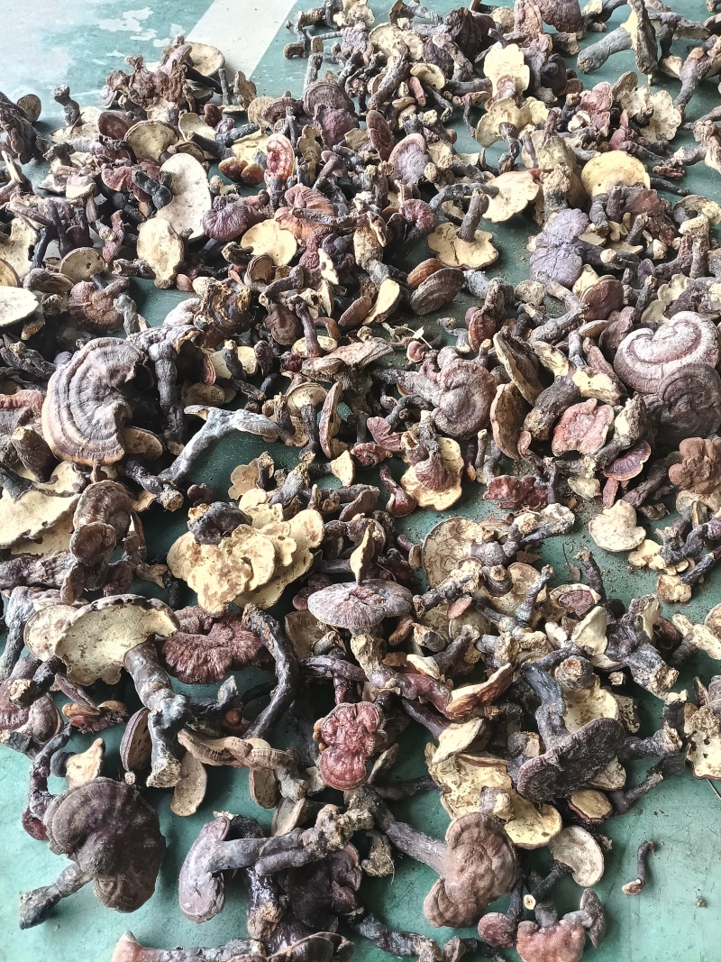 大别山野生/灵芝/赤灵芝/25年足干货