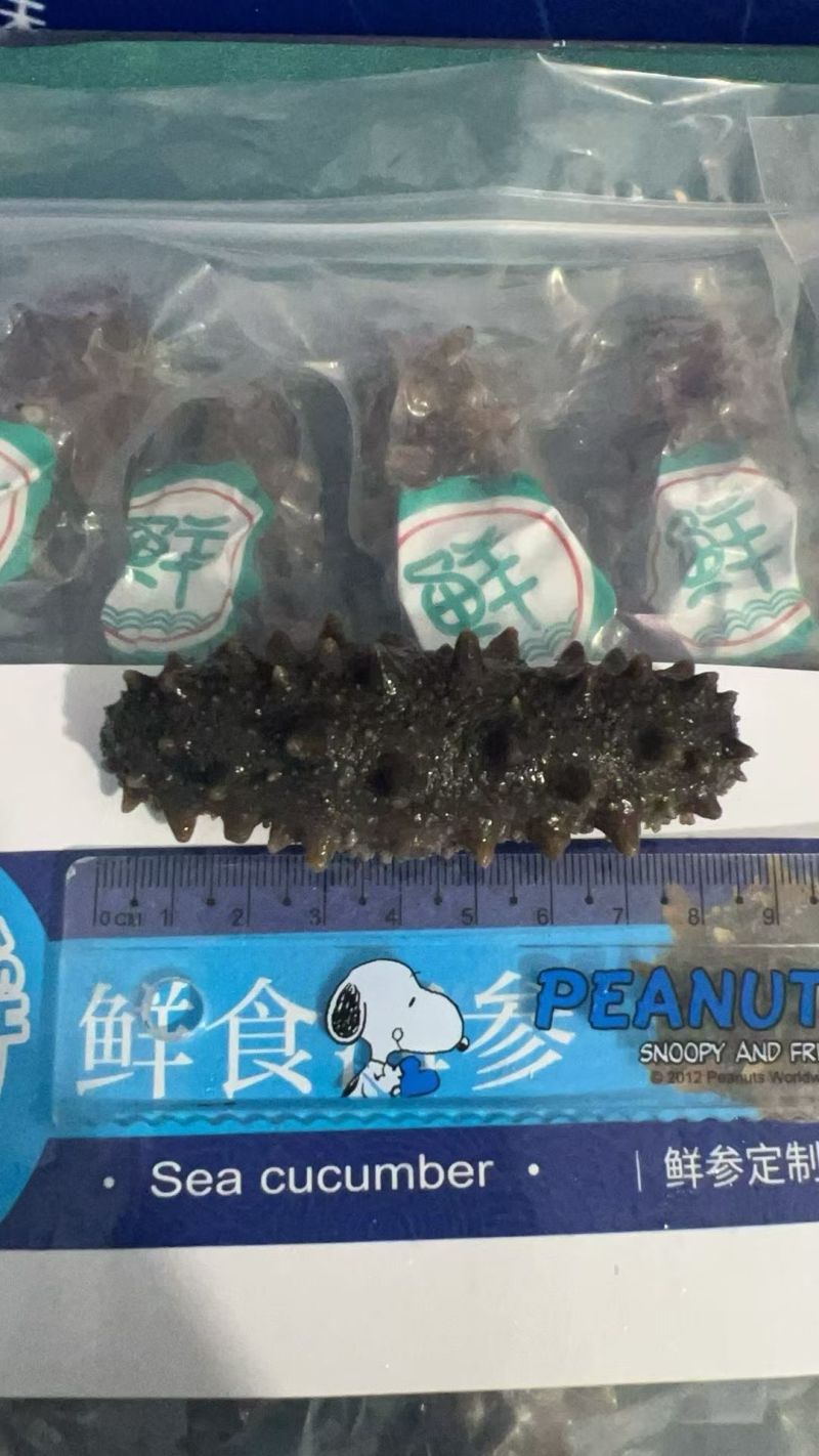 即食海参大连刺参辽刺参新鲜海参非干货单个装速食独立包