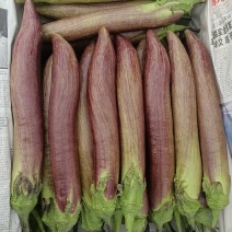 冰川茄子，面包茄子，糯茄，竹丝茄
