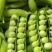 河南精品豌豆大量上市中豌九号青豌豆产地直发