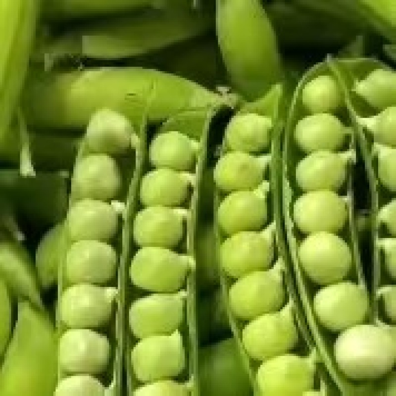 河南精品豌豆大量上市中豌九号青豌豆产地直发