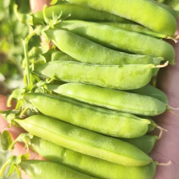 河南精品豌豆大量上市中豌九号青豌豆产地直发