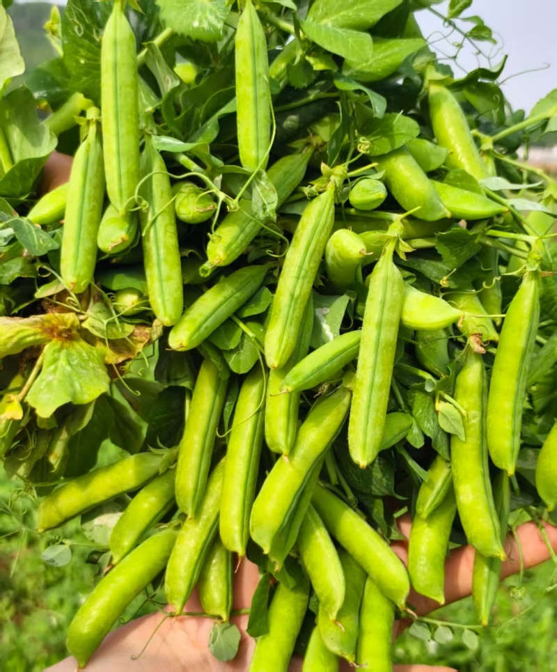 河南精品豌豆大量上市中豌九号青豌豆产地直发