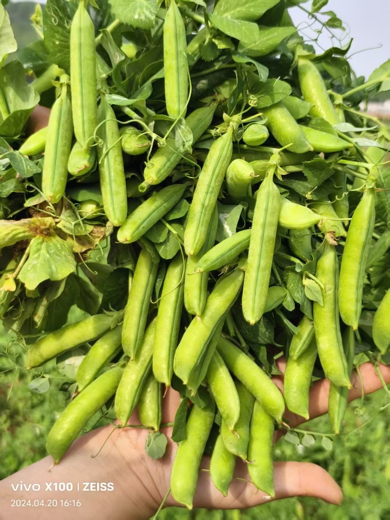 河南精品豌豆大量上市中豌九号青豌豆产地直发