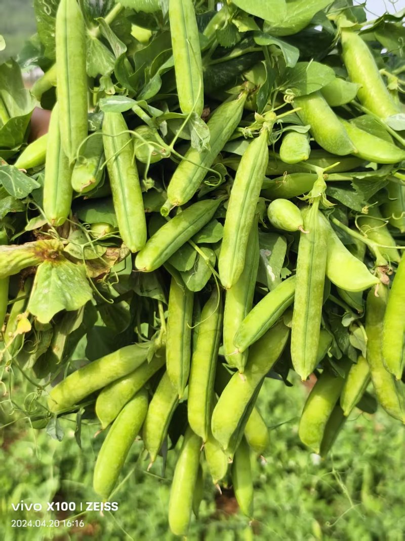 河南精品豌豆大量上市中豌九号青豌豆产地直发