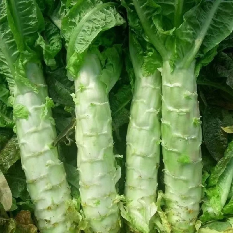 【推荐】精品莴笋三青莴笋青皮青肉青叶产地直销