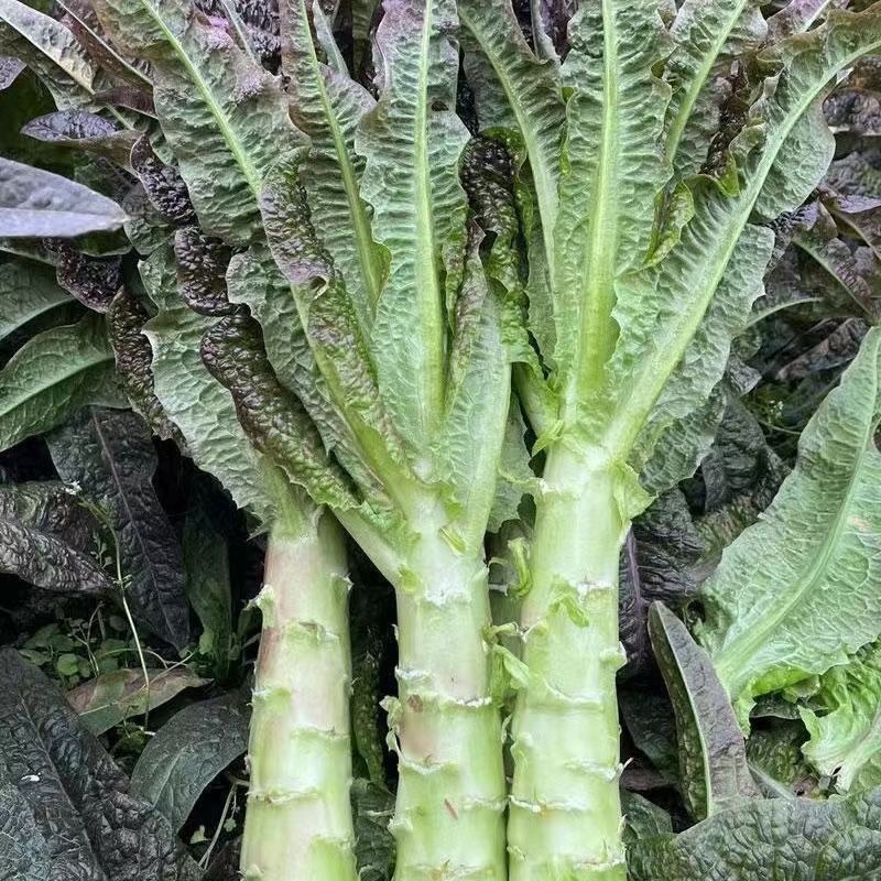 【推荐】精品莴笋三青莴笋青皮青肉青叶产地直销