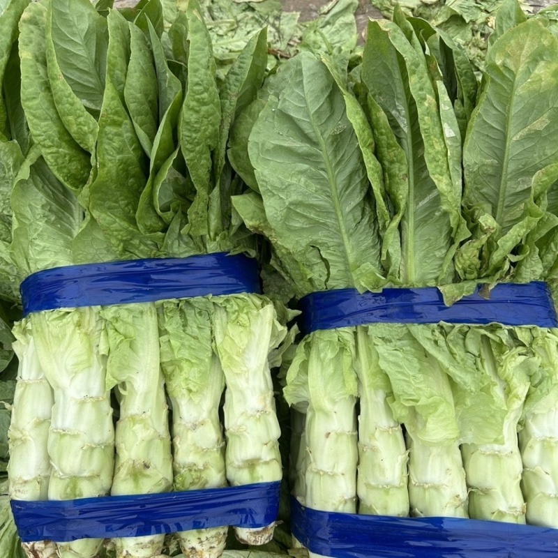 【推荐】精品莴笋三青莴笋青皮青肉青叶产地直销