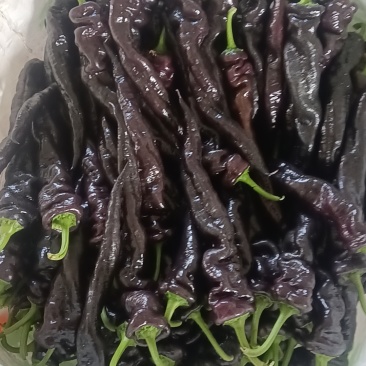 紫椒紫龙椒紫尖椒