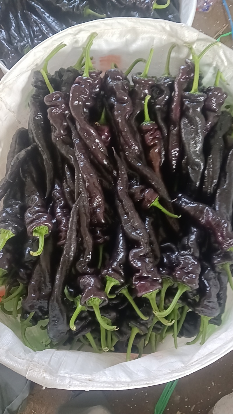 紫椒紫龙椒紫尖椒