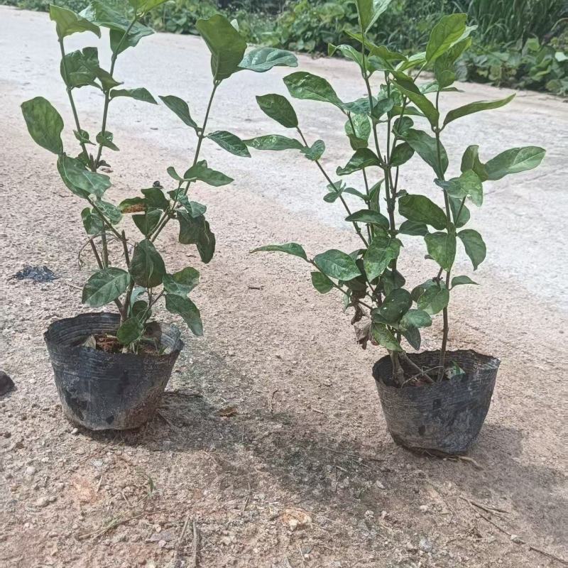 茉莉花，产地大量发货，价格优惠，质量保证
