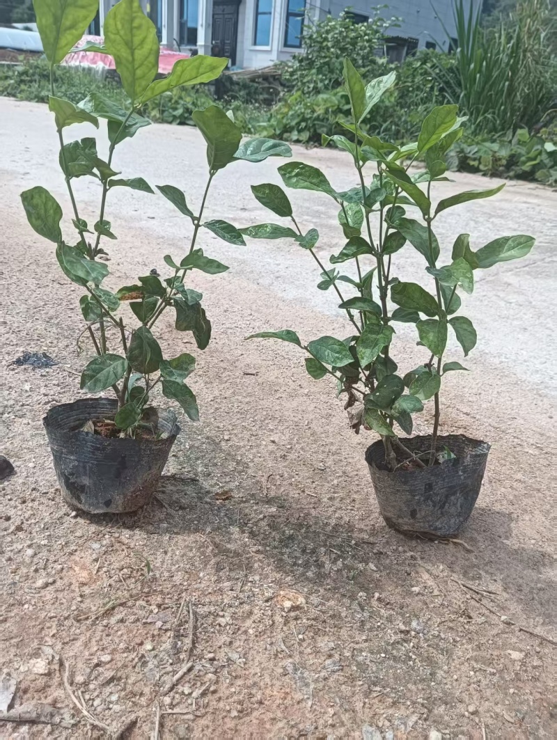 茉莉花，产地大量发货，价格优惠，质量保证