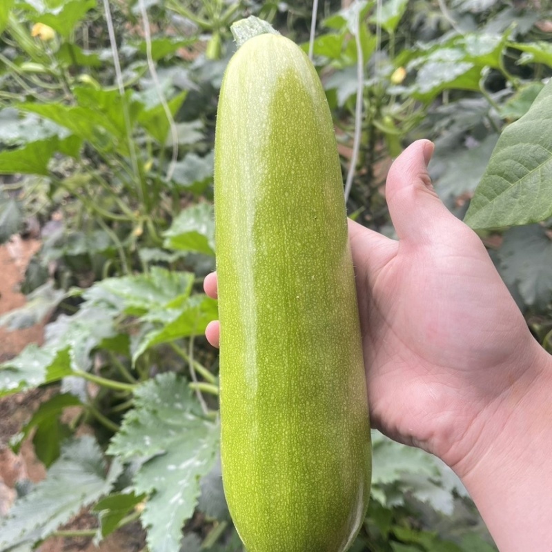 南通精品西葫芦绿皮西葫芦对接各大市场