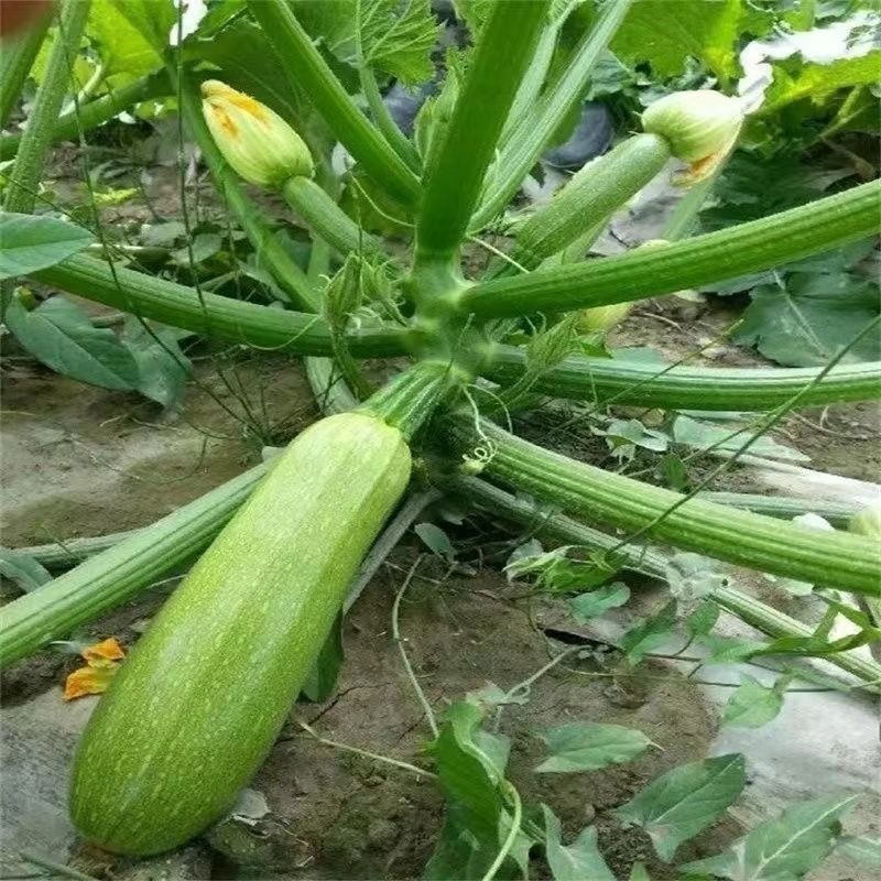 南通精品西葫芦绿皮西葫芦对接各大市场