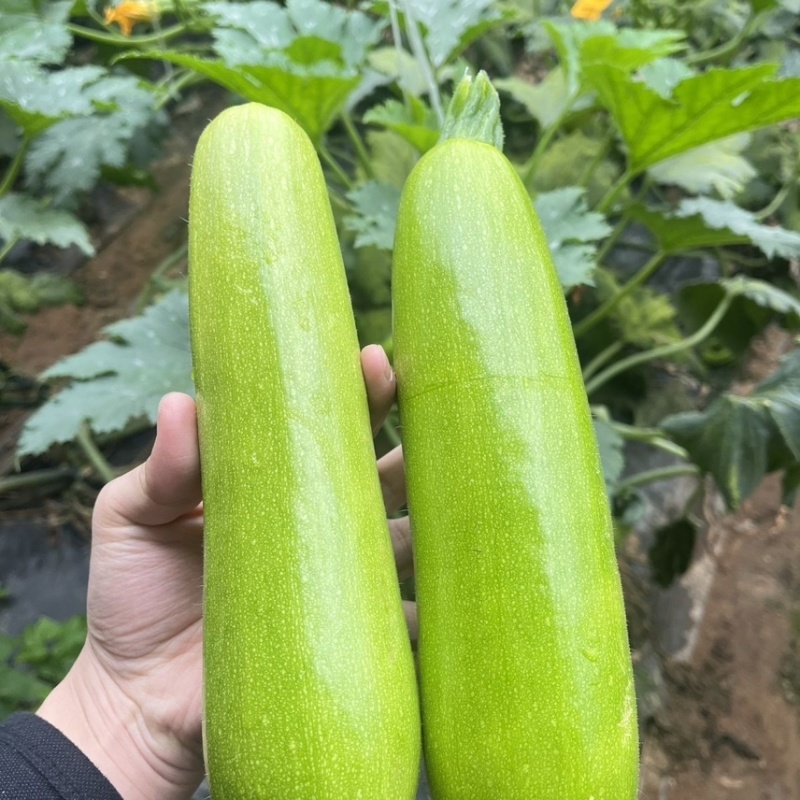 南通精品西葫芦绿皮西葫芦对接各大市场