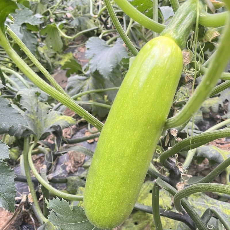 南通精品西葫芦绿皮西葫芦对接各大市场
