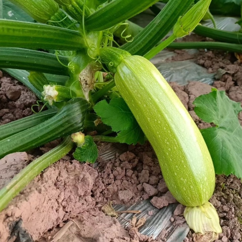 南通精品西葫芦绿皮西葫芦对接各大市场