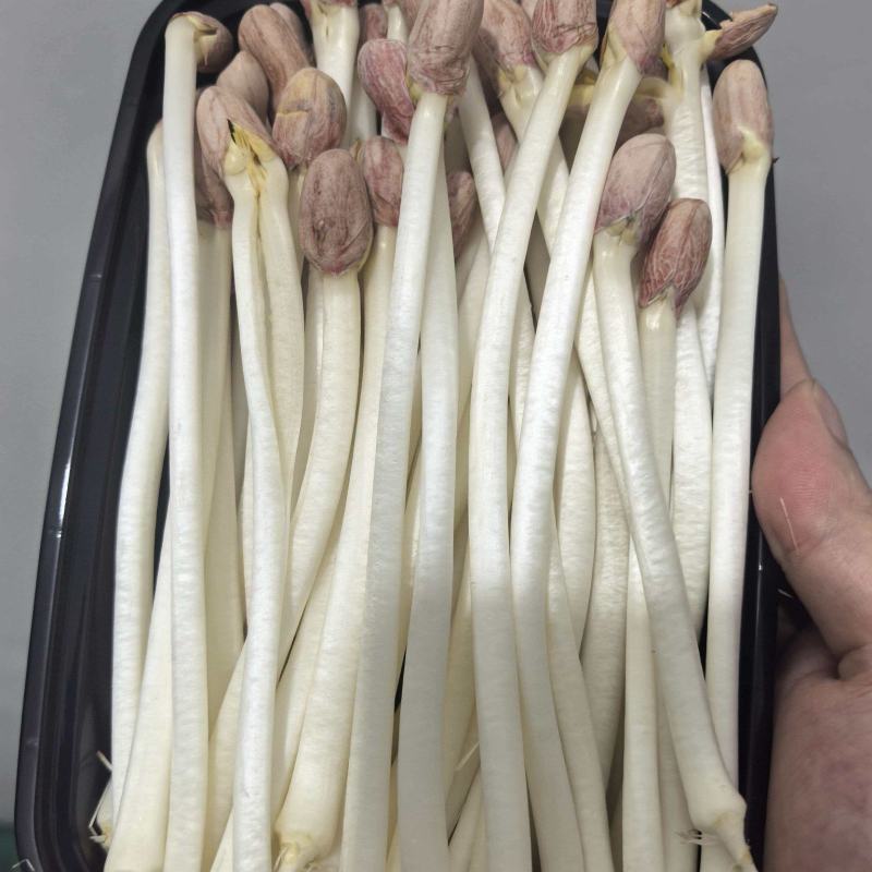 新鲜花生芽产地直供