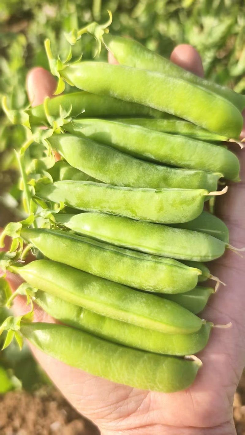 河南精品青豌豆大量上市颗粒饱满现摘现发质量保证
