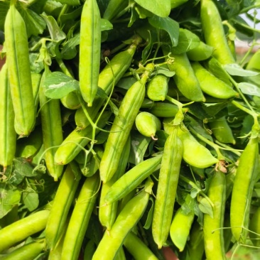 河南精品青豌豆大量上市颗粒饱满现摘现发质量保证