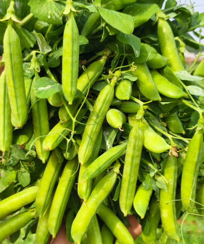 河南精品青豌豆大量上市颗粒饱满现摘现发质量保证