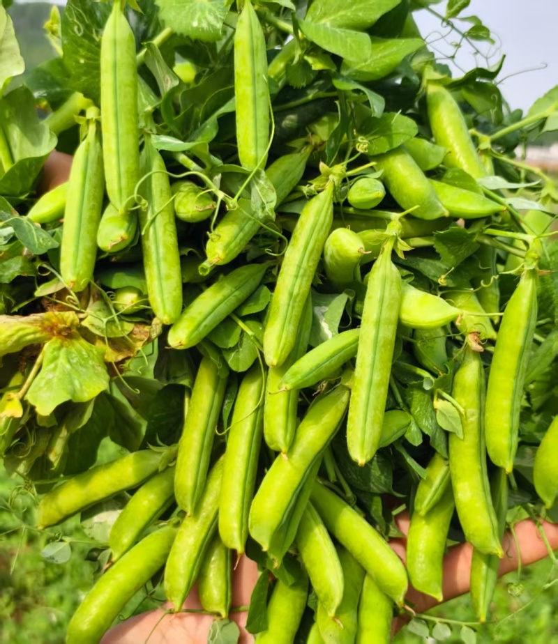 河南精品青豌豆大量上市颗粒饱满现摘现发质量保证