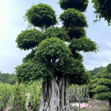 造型榕树，外观漂亮，质量保证，产地看货拉货