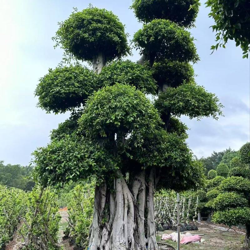 造型榕树，外观漂亮，质量保证，产地看货拉货